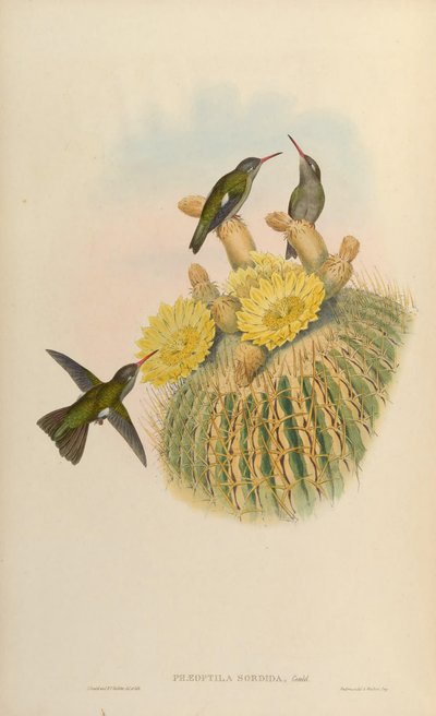 Phaeoptila sordida = Cynanthus sordidus - John Gould